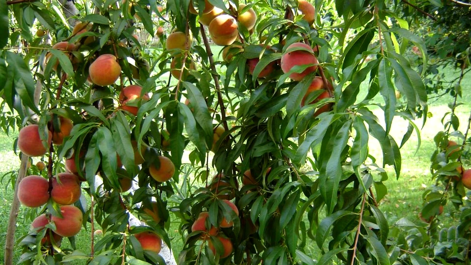 Descoperire inedită. Sunt poate cele mai vechi fructe de pe Pământ şi se consumă şi astăzi