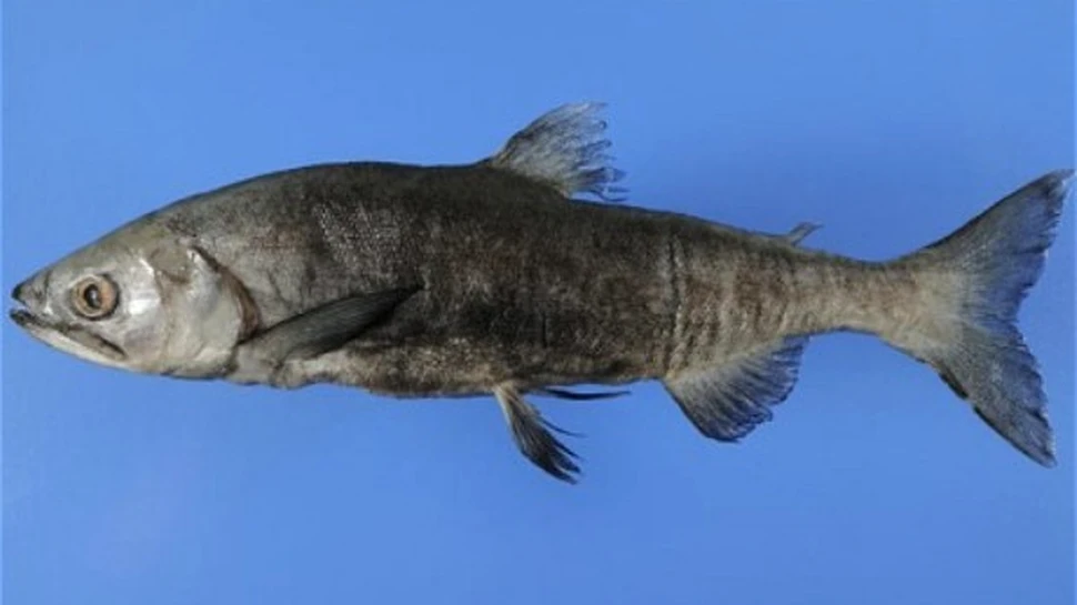 Somonul japonez a fost redescoperit!