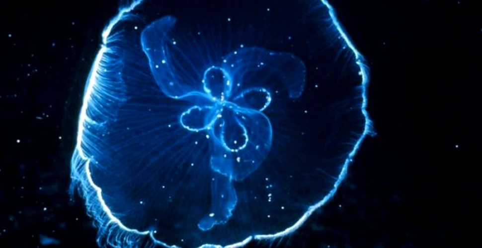 Invazia meduzelor atinge si coastele Spaniei