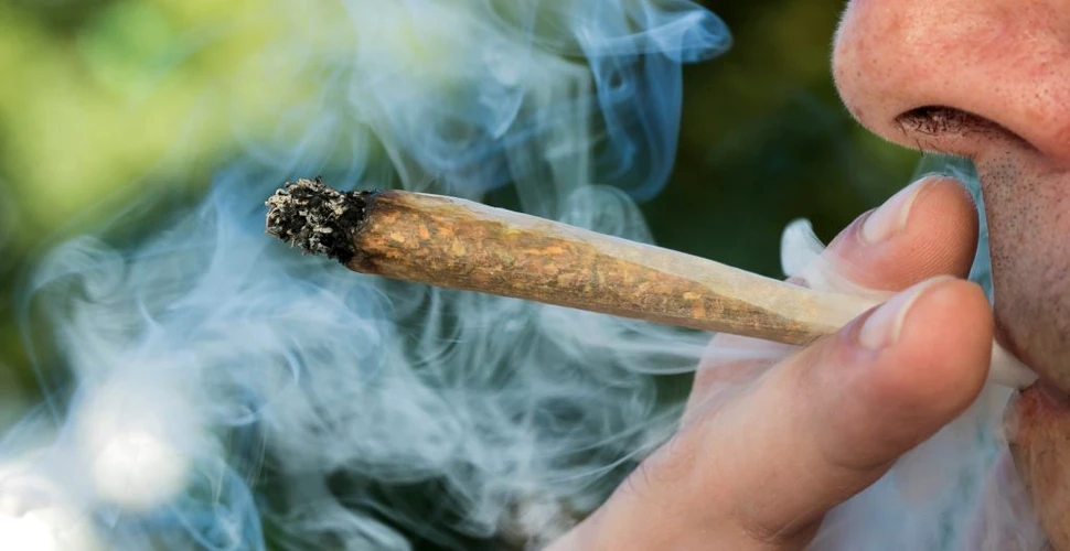 Oamenii de știință au descoperit că marijuana lasă metale grele în corpul uman