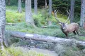 Imagini spectaculoase cu boncănitul cerbilor în pădurile Parcului Natural Apuseni, surprinse de Romsilva