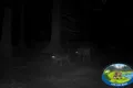 O haită de lupi care patrulează, surprinsă de camere în Pădurile Brașovului