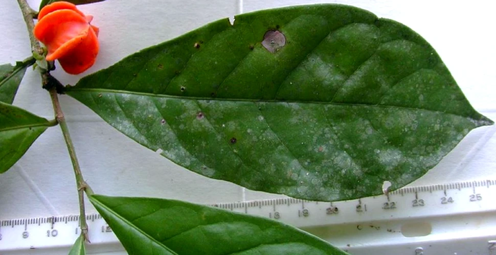 O plantă amazoniană misterioasă a primit o denumire după 50 de ani de la descoperire