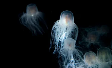 Animalul care nu poate muri de bătrânețe: Care este singura creatură biologic nemuritoare?