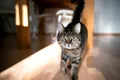 Vești proaste! Un studiu a confirmat o legătură între schizofrenie și pisici