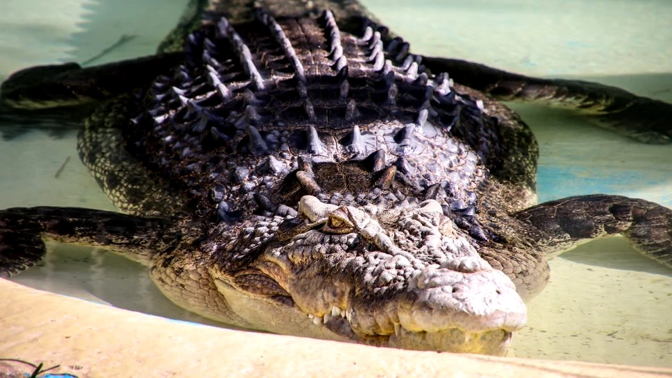 Paradoxul crocodilului: dilema irezolvabilă care datează de pe vremea grecilor antici