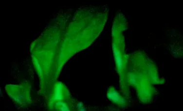 In viitor, strazile ar putea fi luminate cu… plante?