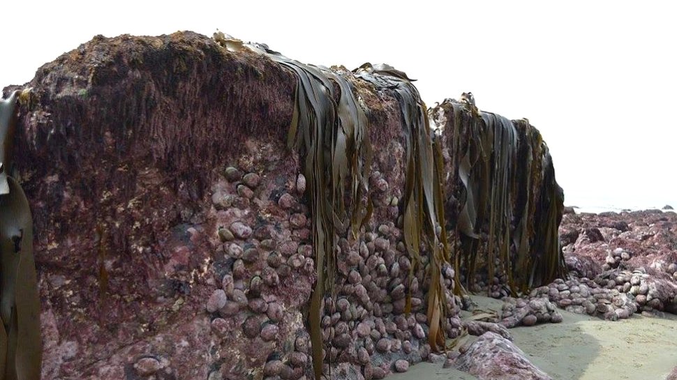 Noi urmări dezastruoase ale cutremurului din Noua Zeelandă. Podeaua marină s-a ridicat doi metri deasupra nivelului mării – FOTO