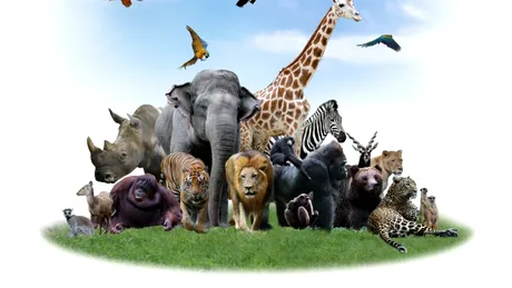 Test de cultură generală. Care animal are cel mai bun simț al mirosului?