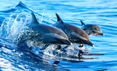 Algele toxice au ucis sute de delfini și lei de mare pe coasta Californiei
