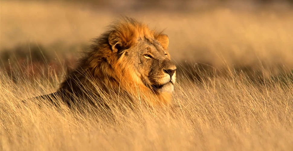 Autorităţile din Zimbabwe confirmă că Jericho, „fratele” leului Cecil, este în viaţă