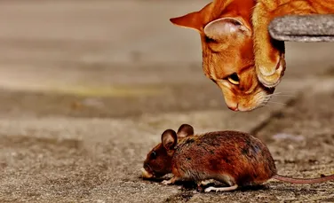Hormonul care lungește viața șoarecilor. Cu ce ne ajută pe noi?