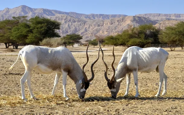 În multe kibbtuz-uri există centere de reporducţie pentru animalele periclitate, cum sunt aceste două anitilope oryx arab