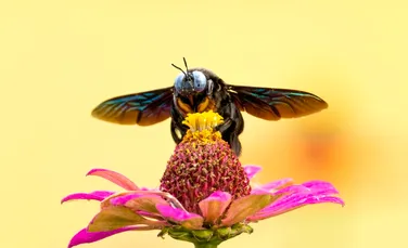 Temperaturile influențează riscul pesticidelor asupra albinelor