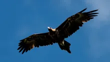 Vulturii dispăruți din „Stăpânul inelelor” aveau o anvergură a aripilor de trei metri
