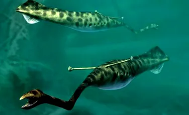 O creatură antică bizară îi contrariază pe savanţi de mai bine de 60 de ani. Este peşte?