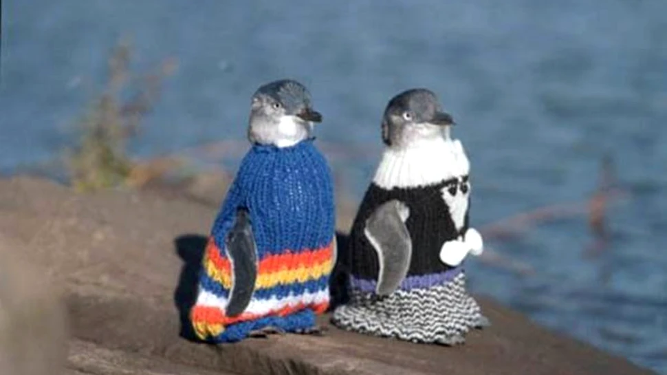 Operaţiunea „Haine pentru pinguini”