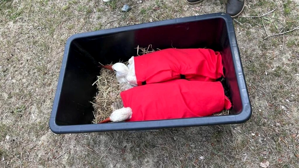 Berze îngrijite peste iarnă într-un centru din Vrancea au fost eliberate în habitate naturale