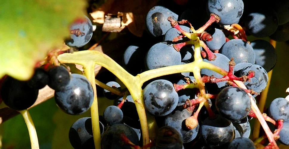 Secretele celui mai sănătos vin roşu din lume au fost descifrate de cercetători