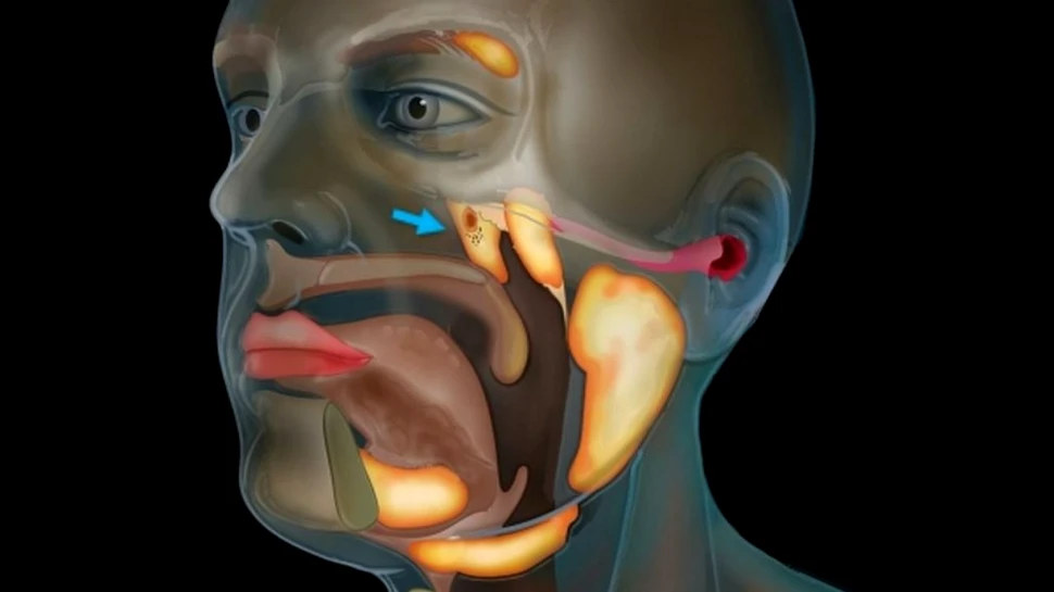 Organul misterios din centrul capului uman, descoperit abia acum de oamenii de știință