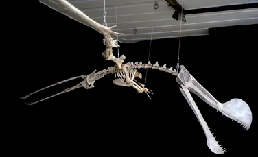 Cea mai mare reptilă zburătoare fosilizată descoperită în emisfera sudică a fost dezvăluită în Rio de Janeiro