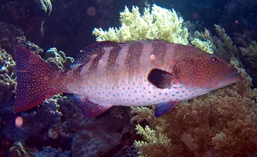 Descoperire inedită: un peşte comunică într-un mod nemaivăzut în oceane