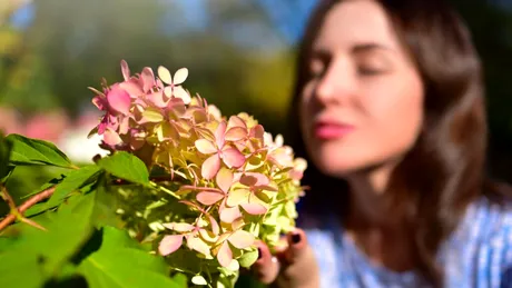 Un nou dispozitiv promite să transmită aromele prin Internet