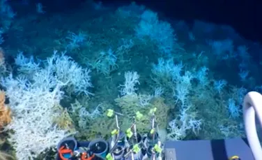 Un recif de corali vast a fost descoperit în apropierea ţărmului din SUA