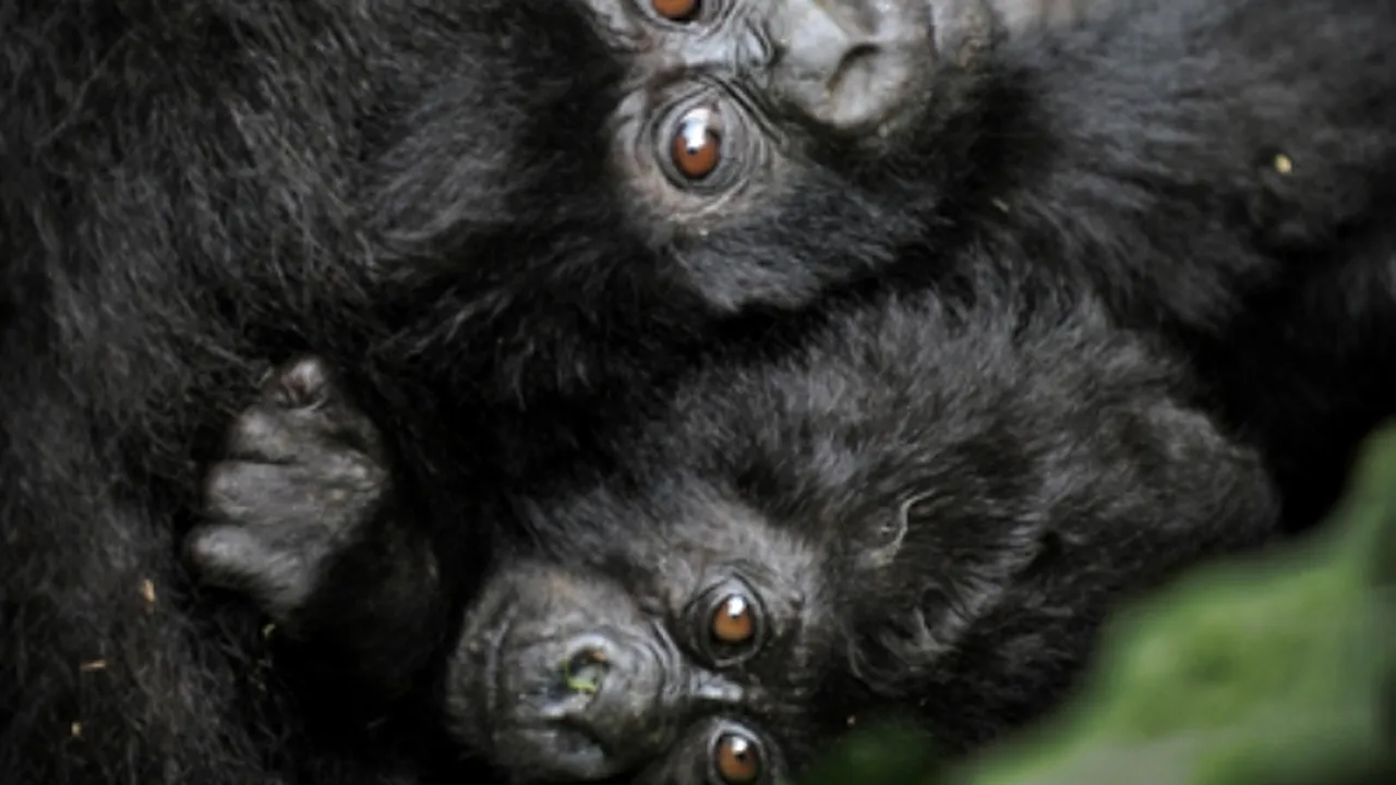1-baby-gorillas-400x540 