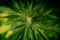 Prima țară din Europa care legalizează cultivarea și consumul de cannabis