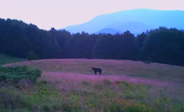 Întâlnire pașnică între un mistreț și un urs într-o pădure din Caraș-Severin
