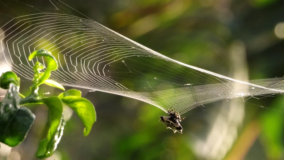 Pânza de păianjen poate stabiliza proteinele care suprimă cancerul