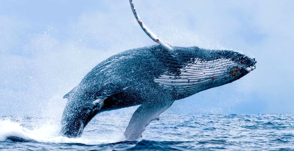 Fenomenul care a schimbat evoluţia balenelor. Cum au ajuns mamiferele la dimensiunile URIAŞE din prezent