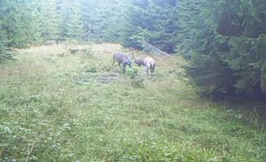 Lupta pentru supremaţie dintre doi cerbi, filmată într-o pădure din România – VIDEO