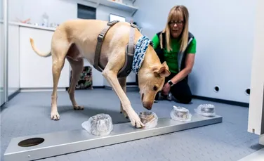 Câini antrenați să depisteze persoane infectate cu COVID-19 vor fi trimiși pe Aeroportul Sibiu