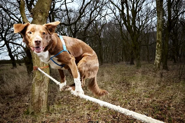 Ozzy, câinele echilibrist