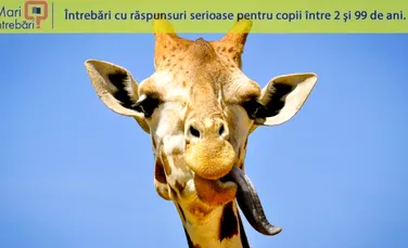 De ce au girafele limba mov închis?