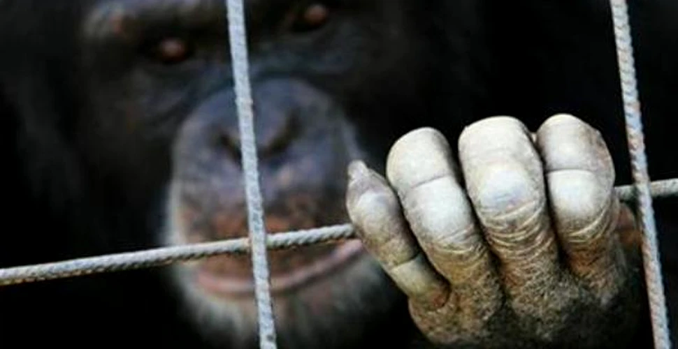 Primatele isi castiga drepturile in Parlamentul spaniol
