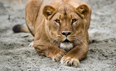 Leii şi tigrii dispăruţi de la grădina zoologică din Tbilisi au fost găsiţi morţi