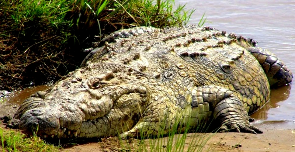 Crocodilul de apa sarata
