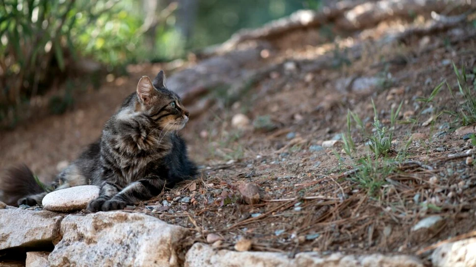 Misterioasa pisică-vulpe corsicană este o specie unică