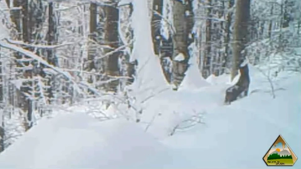 Imagini inedite cu un râs ieşit la vânătoare, filmate în Parcul Natural Apuseni