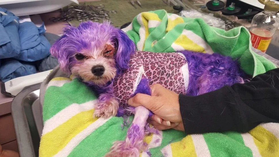 Un câine a suferit teribil şi a fost aproape să moară după ce stăpânii inconştienţi l-au vopsit
