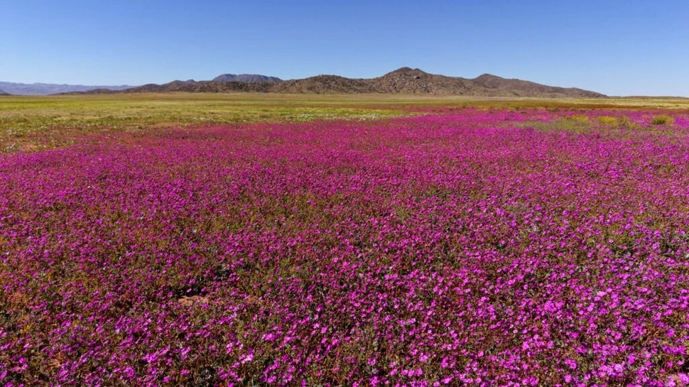 Florile umplu acum cel mai arid deșert de pe planetă. Cum este posibil?
