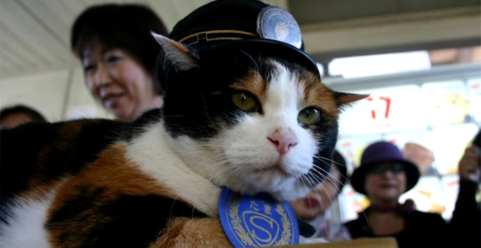 Funeralii în Japonia pentru pisica Tama, de nouă ani şef de gară