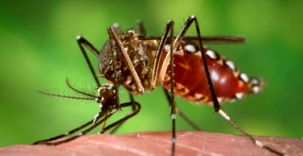 Malaezia foloseşte ţânţari modificaţi genetic pentru a stârpi febra Dengue