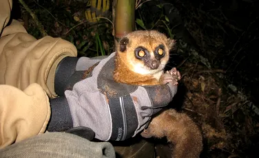 Un fenomen unic a fost descoperit de cercetători în Madagascar: o primată care hibernează sub pământ!