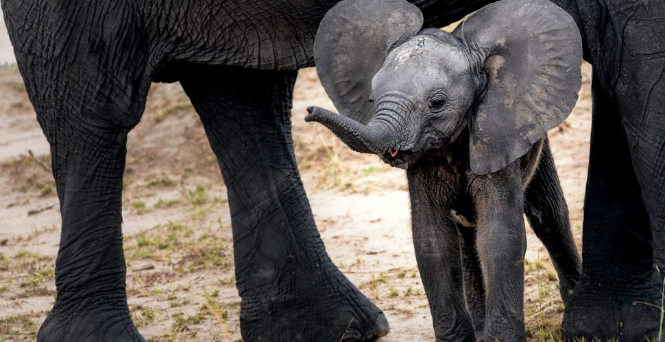 Secretele societăților de elefanți masculi. De ce sunt bătrânii atât de importanți pentru supraviețuirea speciei