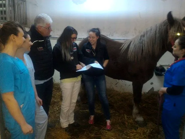 Cai şi ponei bolnavi, trataţi în singurul ”spital de cai” din Transilvania
