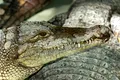 De ce a omorât un fermier 125 de crocodili pe cale de dispariție?